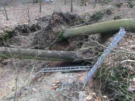 140222_Eiche BHD60_Abt_407_04_compressed.jpg