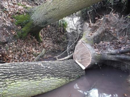 140222_Eiche BHD60_Abt_407_09_compressed.jpg