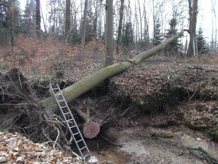 140222_Eiche BHD60_Abt_407_29_compressed.jpg