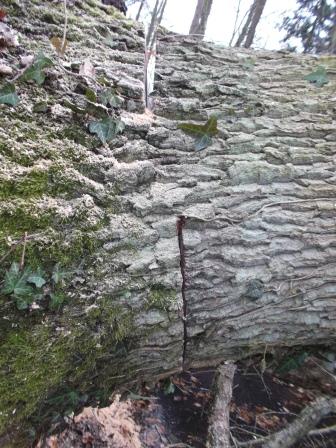 140222_Eiche BHD60_Abt_407_30_compressed.jpg