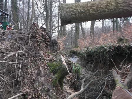 140222_Eiche BHD60_Abt_407_33_compressed.jpg