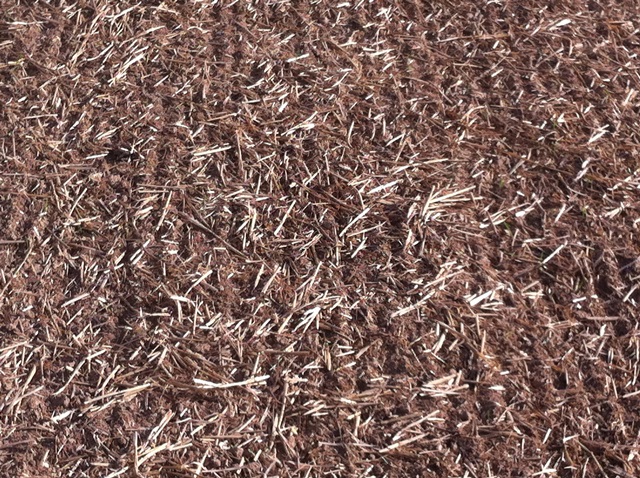 Mulchschicht.JPG