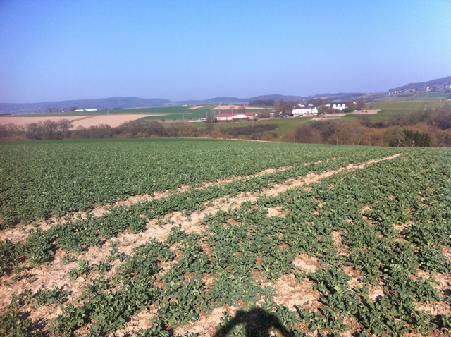 Visby Pflug-Frühsaat.JPG