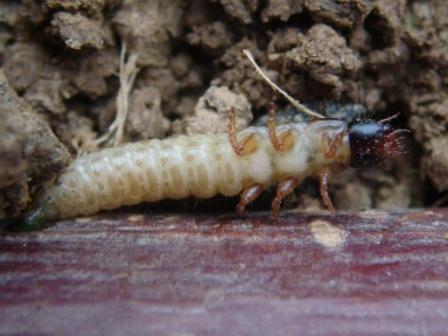 Nahaufnahme Drahtwurm.JPG