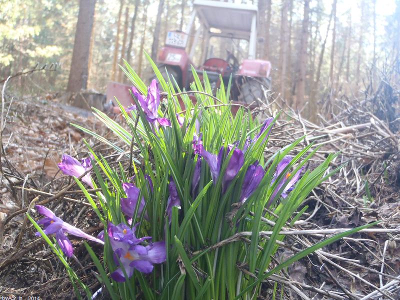 Krokusse_im_Wald_P3190032_50.JPG