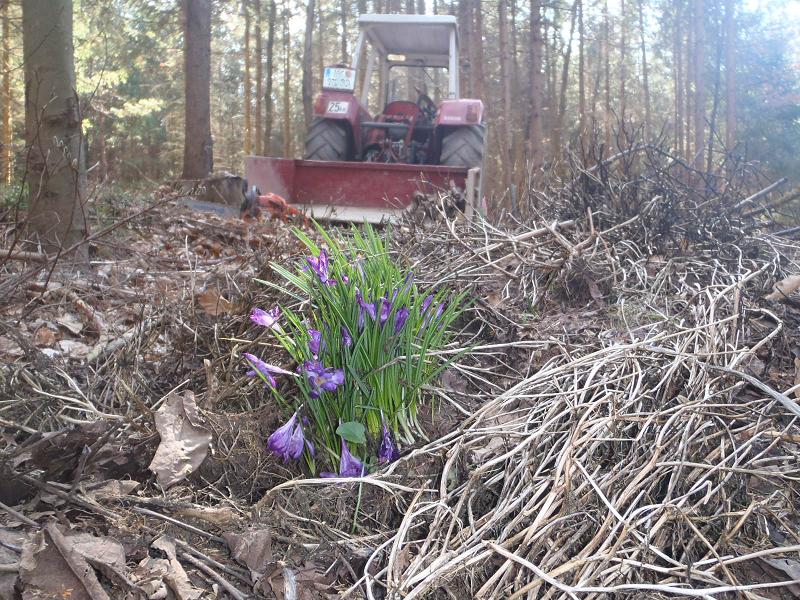 Krokusse_im_Wald_P3190033_50.JPG