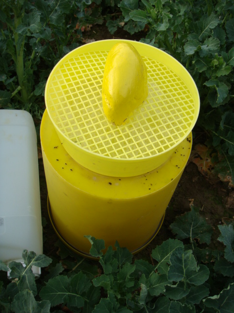 RGK nach Anwendung Trebon 30EC.JPG