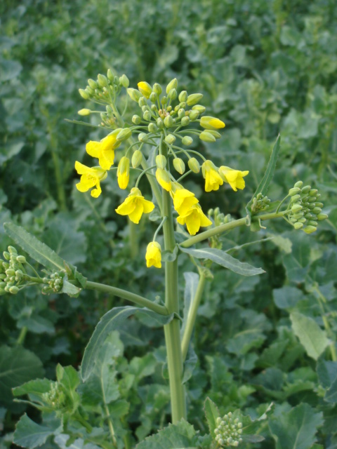 Frühlingsanfang Pflugraps Adrianna blüht.JPG