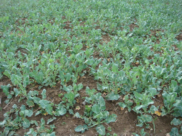 Mulchsaatraps 23..3.2014.JPG