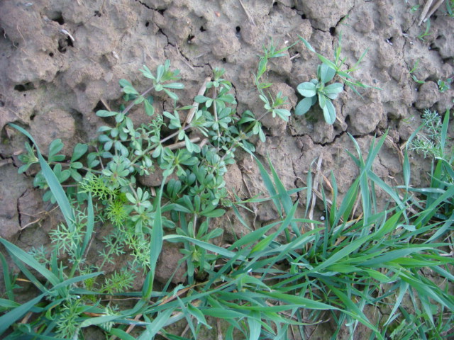 Winterweizen Julius 23.4.2014 Bild 1.JPG