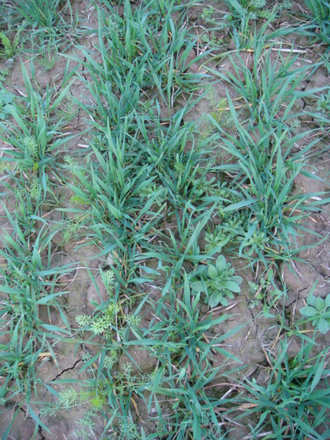 Winterweizen Julius 23.4.2014 Bild 2.JPG