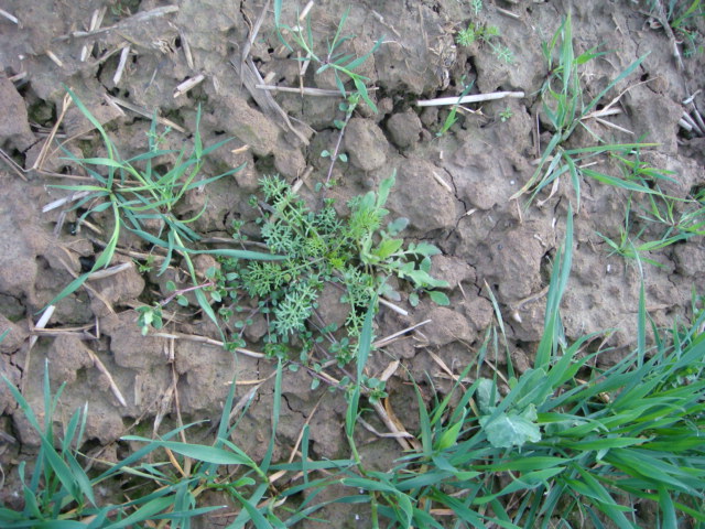 Winterweizen Julius 23.4.2014 Bild 3.JPG