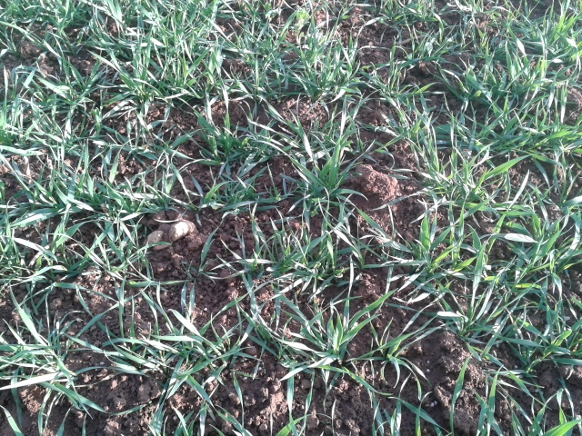 2014-03-24 17.15.48 (640x480).jpg