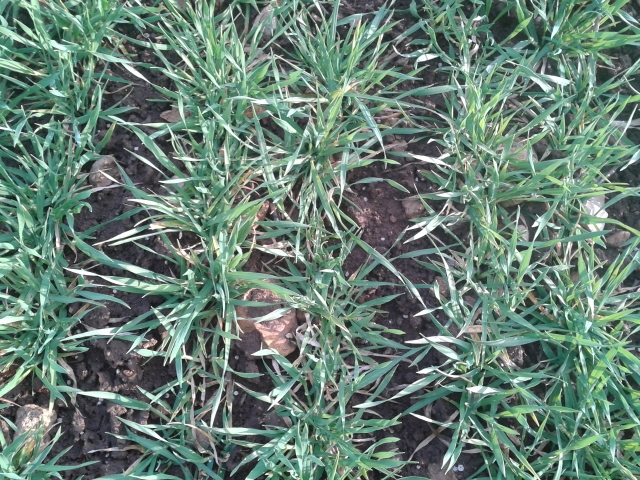 2014-03-24 17.17.47 (640x480).jpg