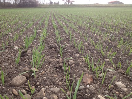 IMG_1043 (Mobile).JPG