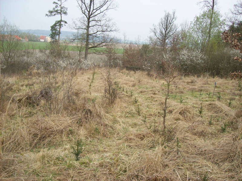 Anpflanzung 2014 3.jpg