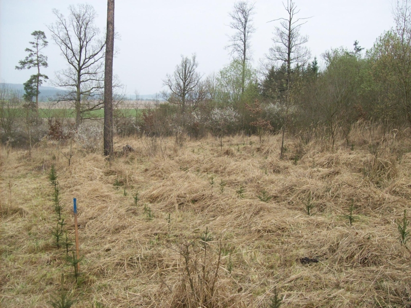 Anpflanzung 2014 2.jpg