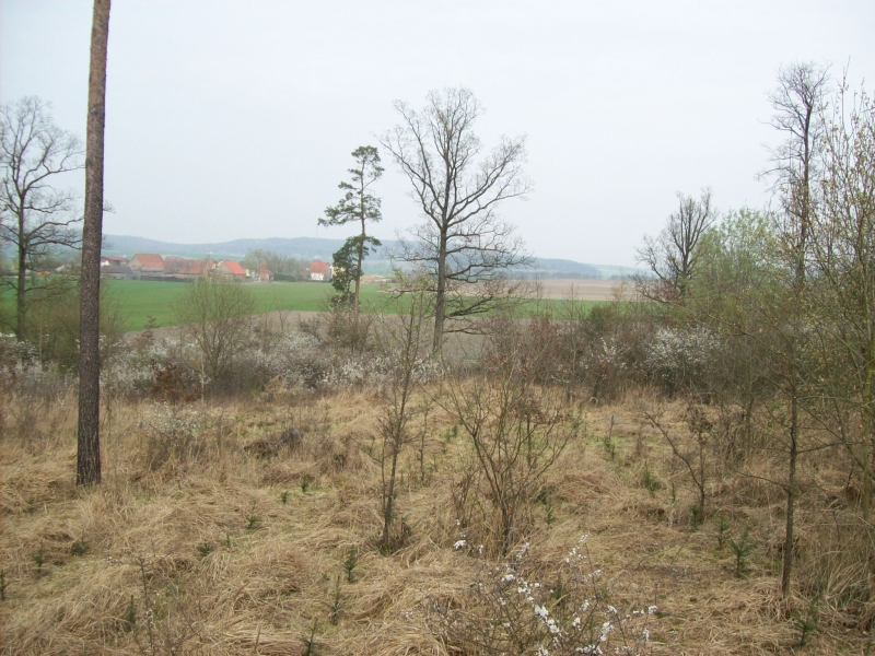 Anpflanzung 2014 1.jpg