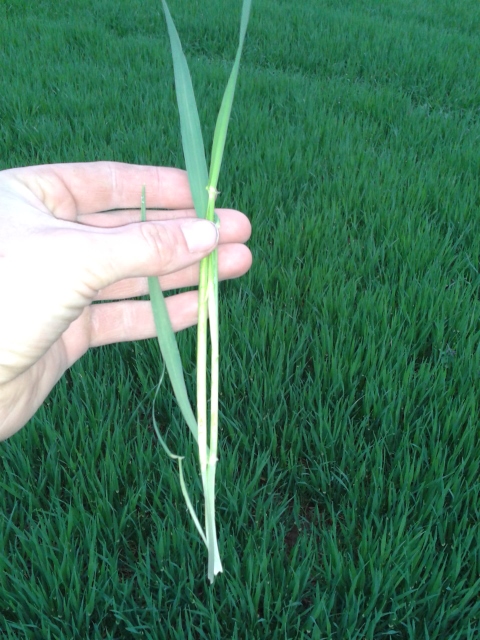 2014-04-09 18.42.02 (480x640).jpg