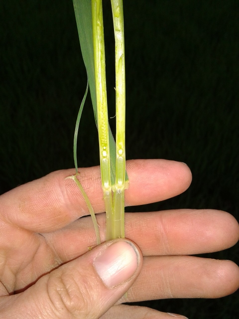 2014-04-09 18.40.36 (480x640).jpg