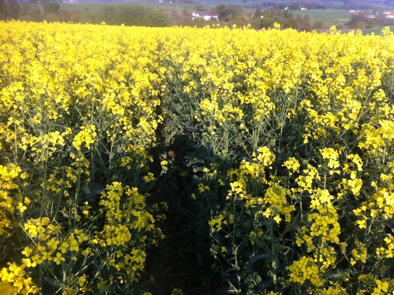 Raps und Weizen 011.JPG