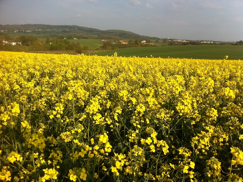Raps und Weizen 014.JPG