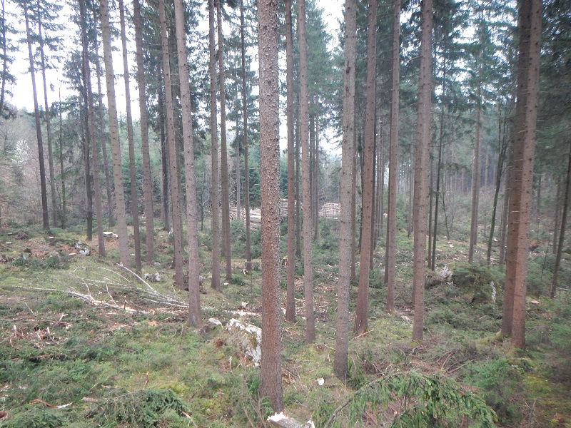 Harvestereinsatz im Gelände.jpg