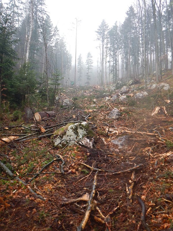 Steiniger Untergrund.jpg