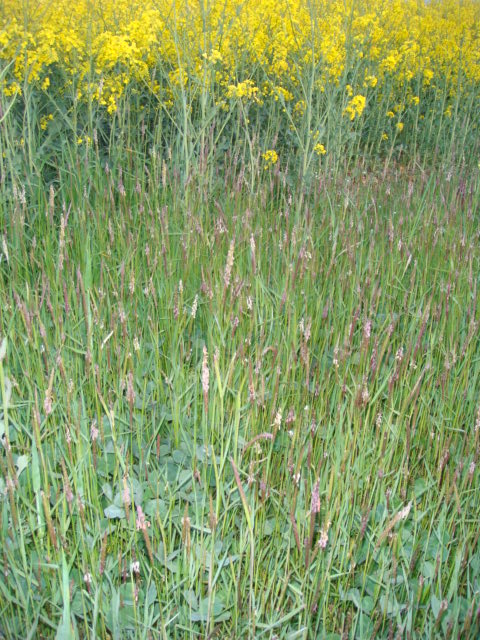 Schöner Ackerfuchsschwanzbestand.JPG