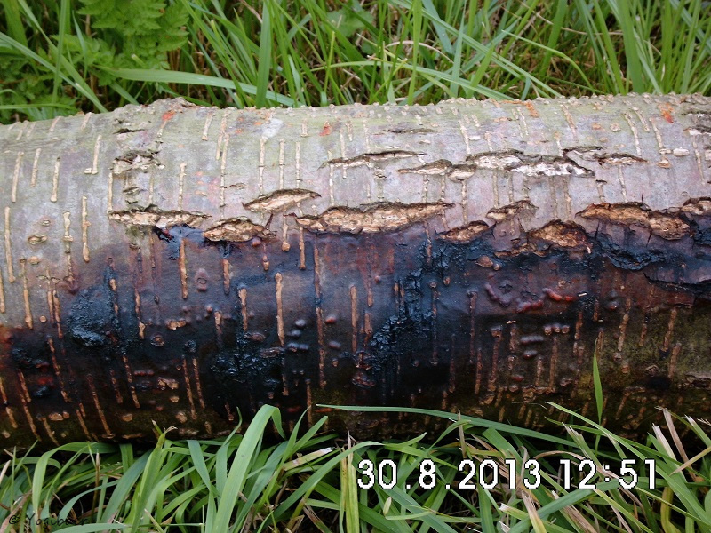 Phytophtora alni copy.jpg