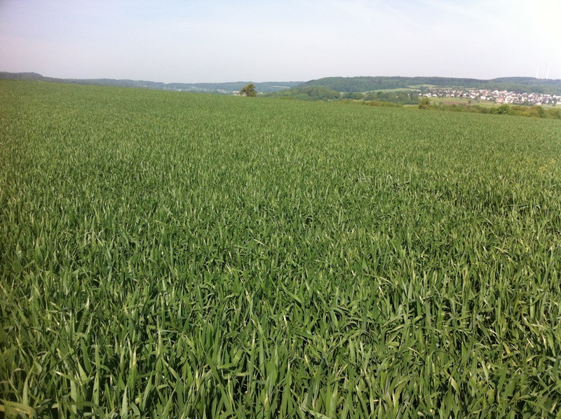 Asano Direktsaat.JPG