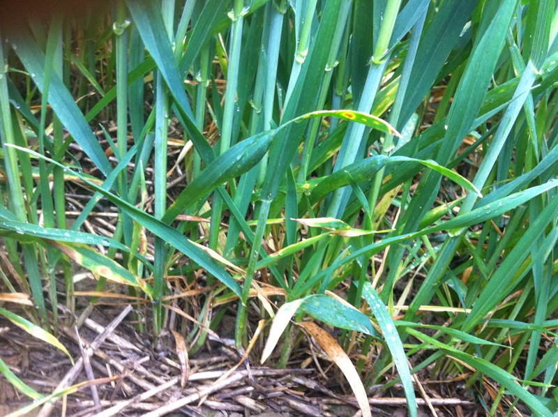 Elixer Direktsaat.JPG