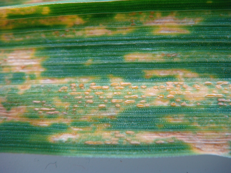 Kerubino Rostbefall.JPG