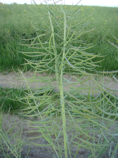 Alien 2 Haupttrieb.JPG