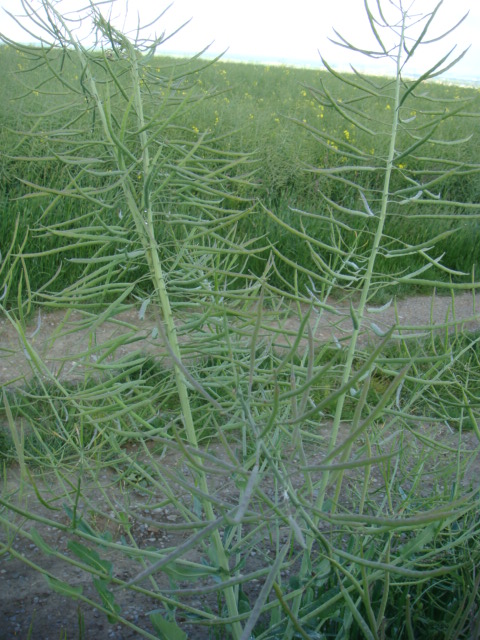 Alien 3 Gesamtpflanze.JPG