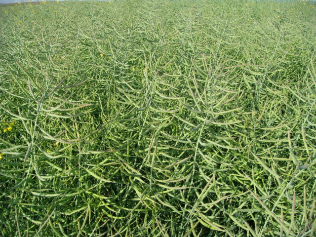 Adrianna Schotenfeld zu Eisheiligen.JPG