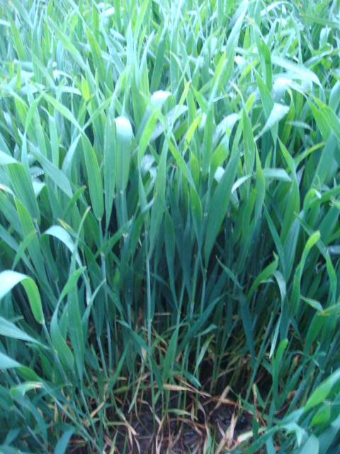 Winis Julius Seitenansicht 14.5.14.JPG