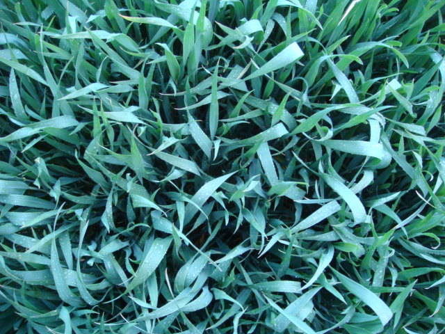 Winis Julius Von Oben 14.5.14.JPG