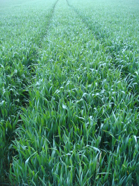 Winis Julius 15.4.14 ohne Fungi.JPG