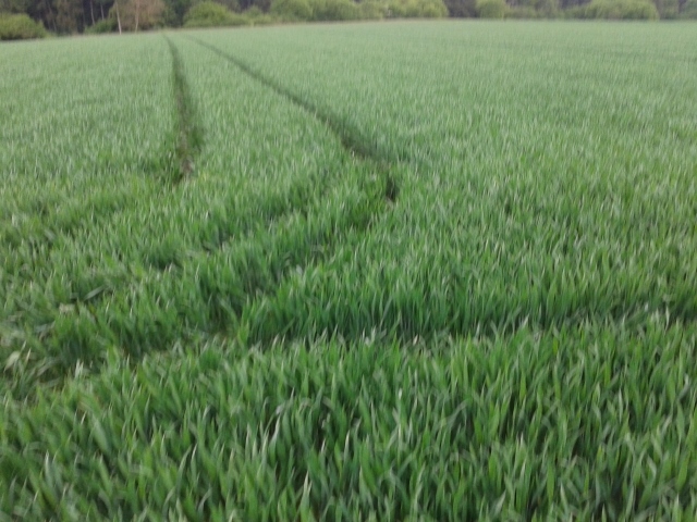 2014-05-17 11.59.07 (640x480).jpg