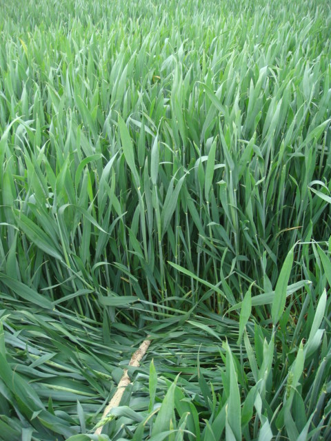 Elixer 18.5. Ohne Fungi.JPG