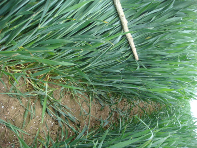 Elixer ohne Fungi 3a Gabe 17.5.JPG