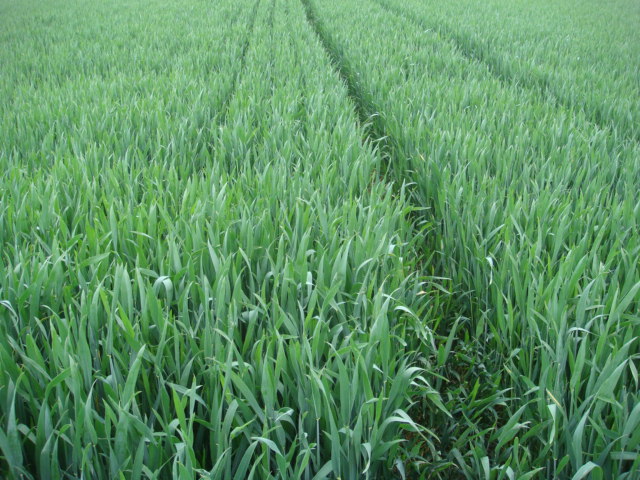 Winis Elixer 18.5 ohne Fungi.JPG