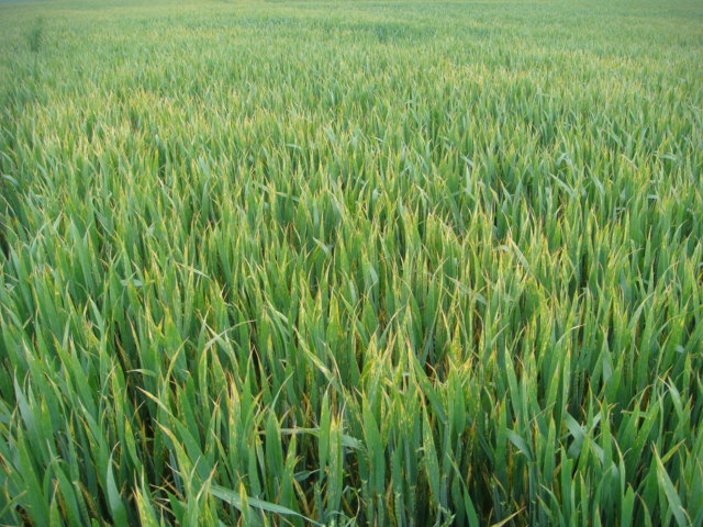 Gelbrost JB Asano.JPG