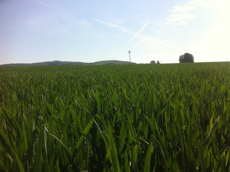 Elixer 1-fach behandelt .JPG