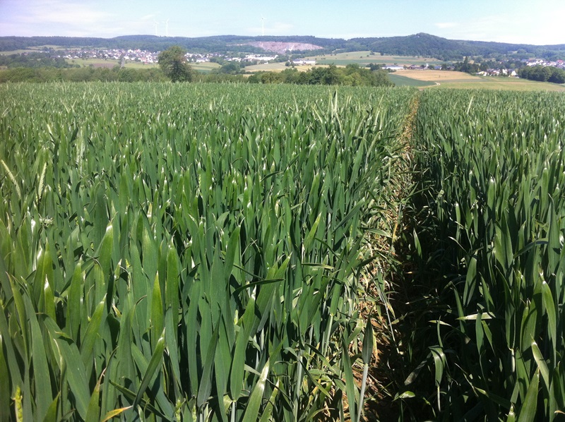 Tobak 1-fach behandelt .JPG