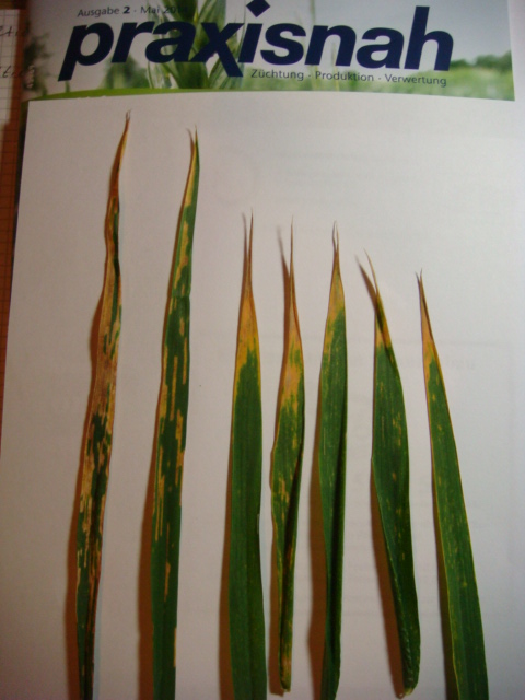 Blattschäden Kerubino.JPG