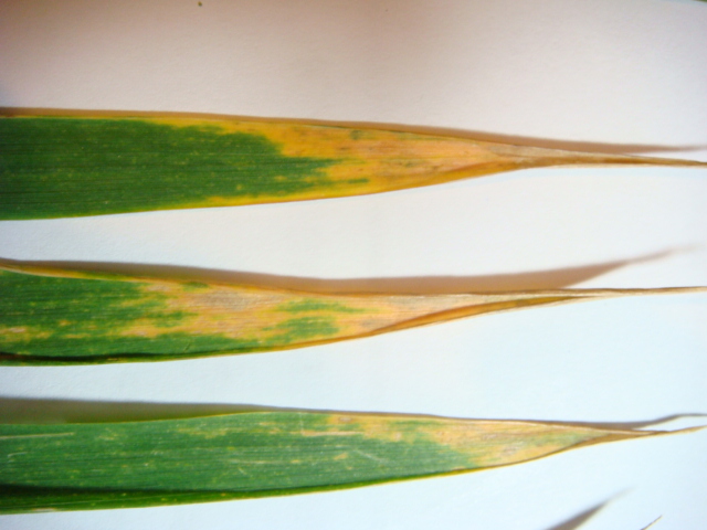 Braune Blattspitzen.JPG