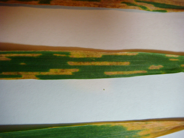 Streifenförmiger Schaden.JPG