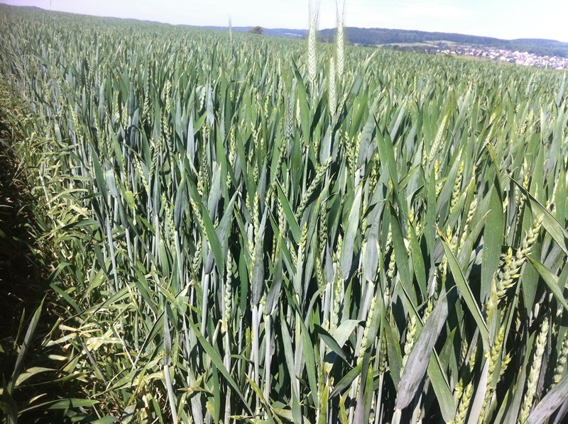 20.5 JB Asano Rapsweizen 2-fach behandelt .JPG